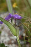 Hairy spiderwort